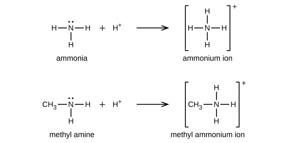 Net reactions vs elementary steps, 20.4 Amines and Amides – Chemistry