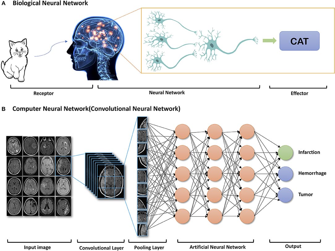 Neural network architecture, Frontiers | Applications of Deep Learning to Neuro-Imaging Techniques