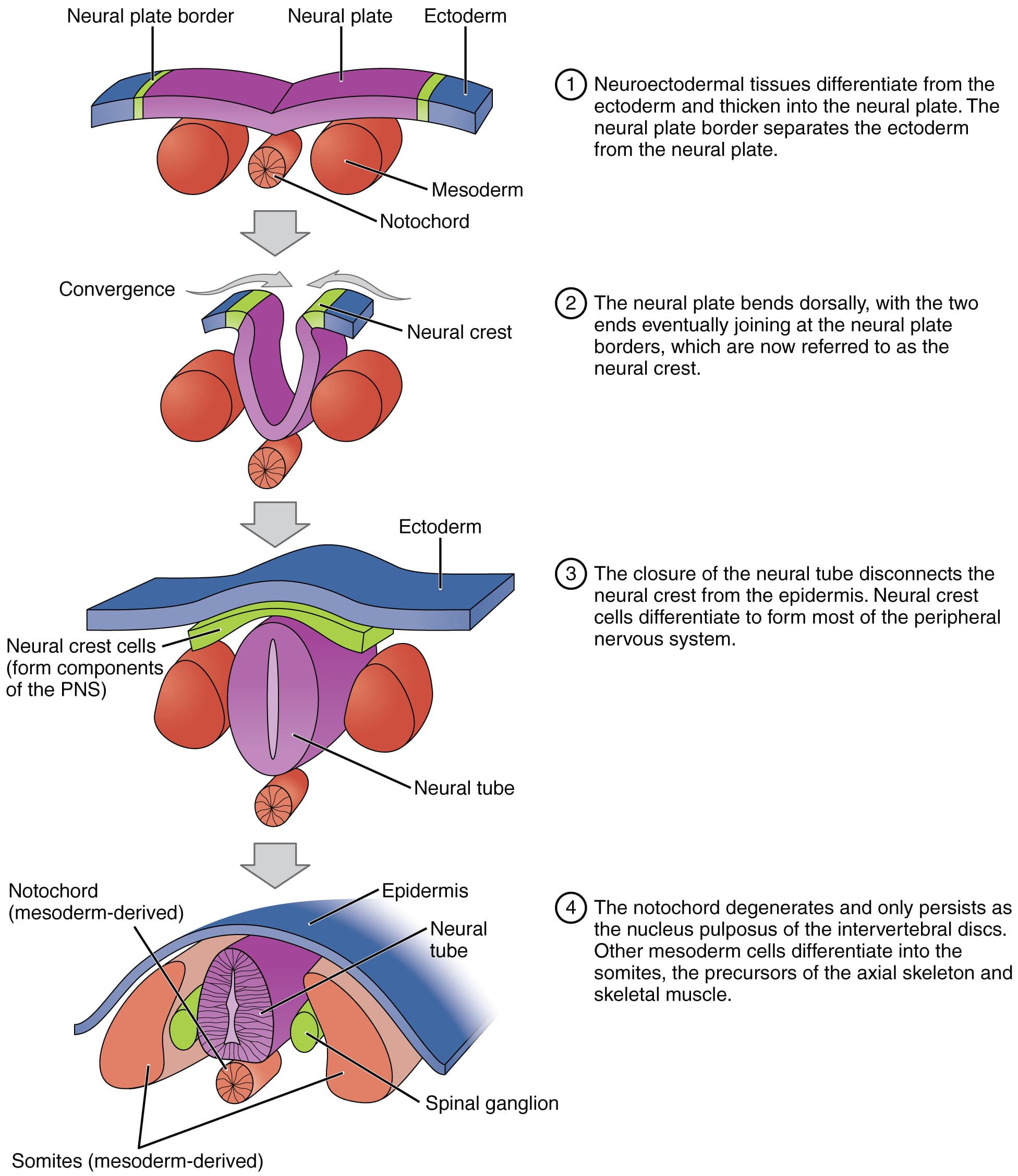 Neural Plate Formation and Folding, Embryonic Development · Anatomy and Physiology