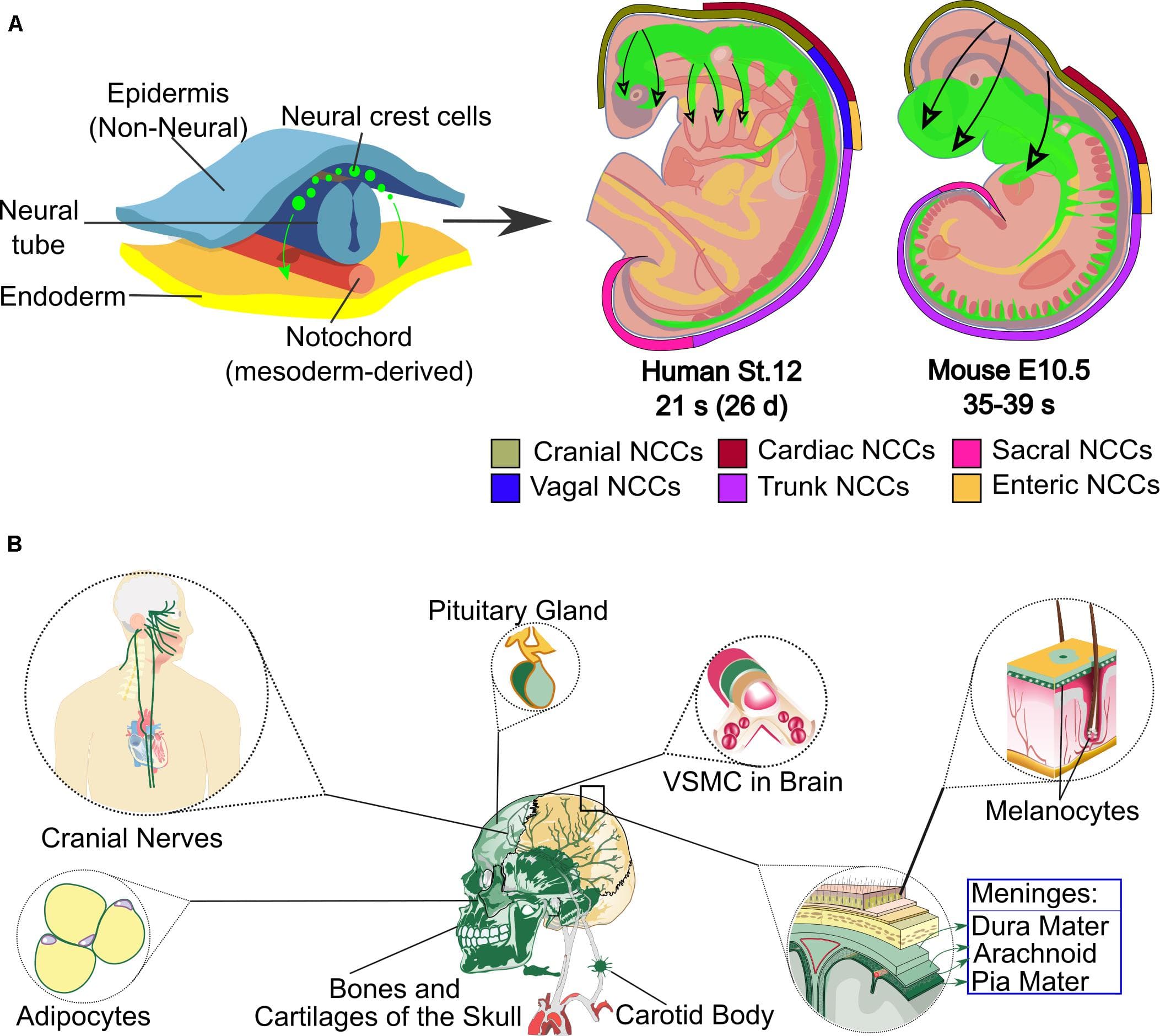 Neurogenesis and Synaptogenesis, Frontiers | Neurogenesis From Neural Crest Cells: Molecular Mechanisms in the Formation of ...