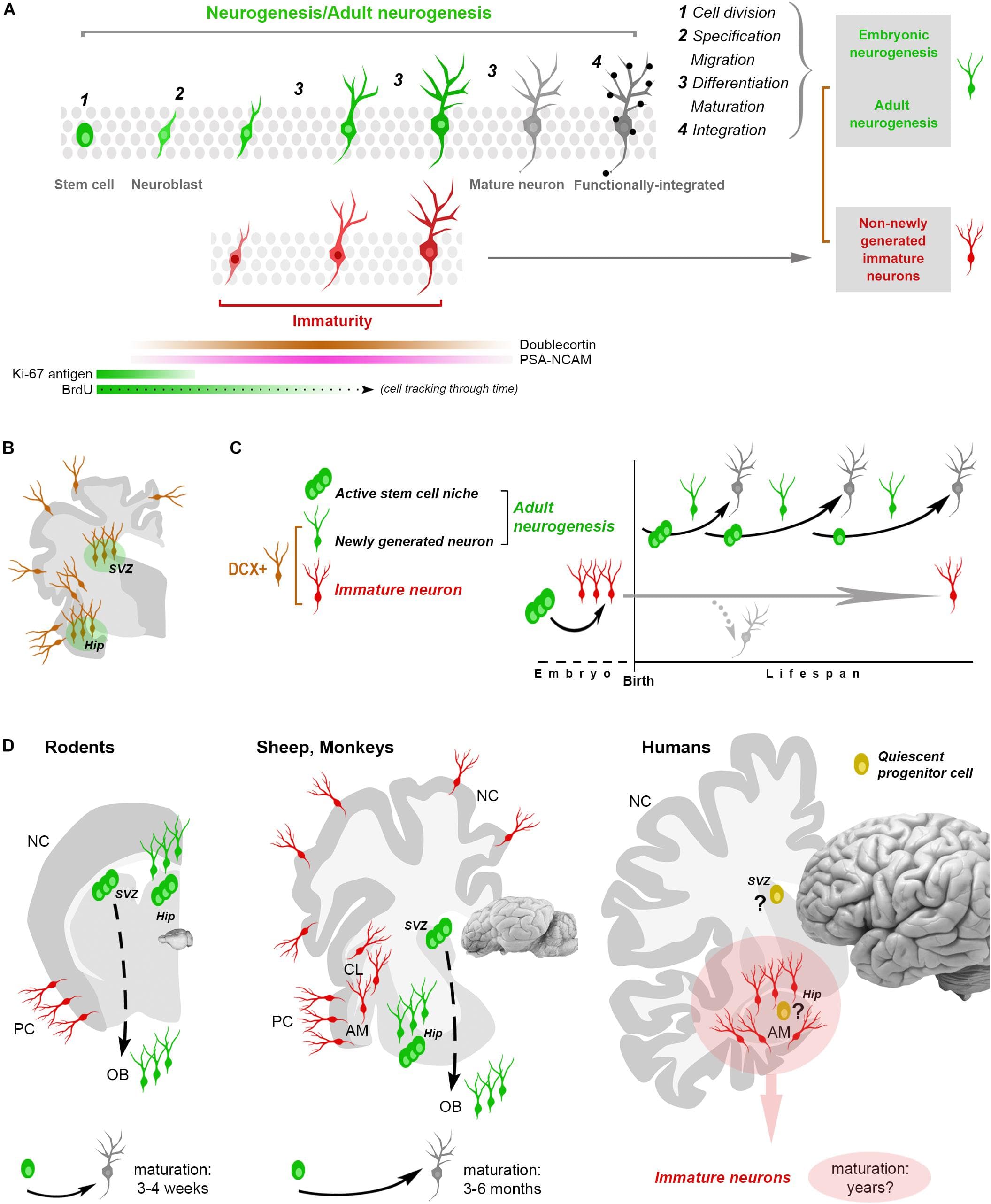 Brain's Adaptability in Response to Experience, Frontiers | Brain Structural Plasticity: From Adult Neurogenesis to Immature Neurons