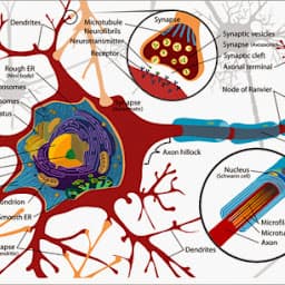 Neuroplasticity in cognitive development, Information Well