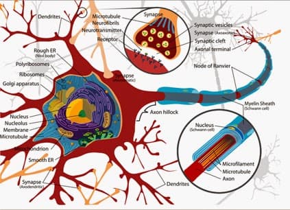 Neuroplasticity and Synaptic Changes, Working of Neuroplasticity