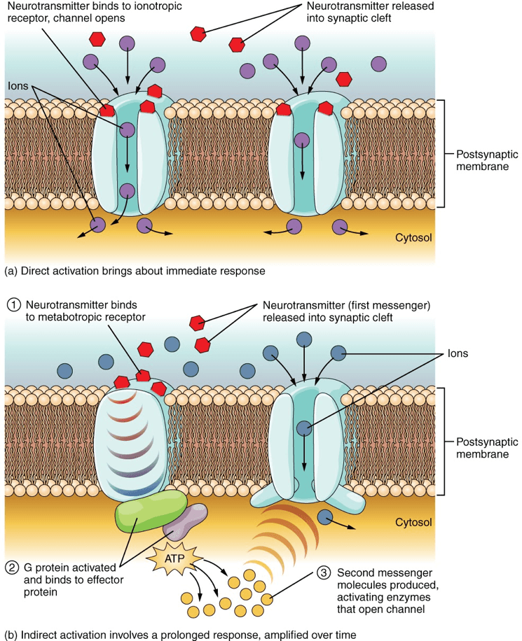 Receptor Classification and Structure, Synapses – Introduction to Sensation and Perception