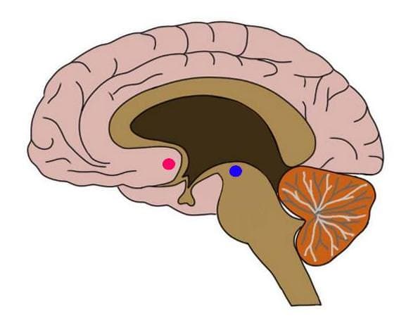 Definition and Role of Reward, Know Your Brain: Reward System — Neuroscientifically Challenged