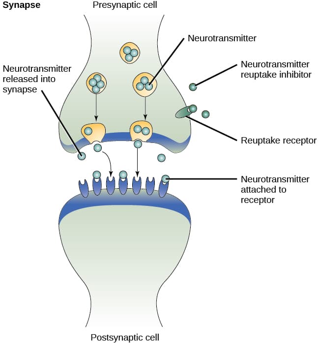 Neurotransmitters and their functions, The Biological Basis of Mood Disorders – General Psychology