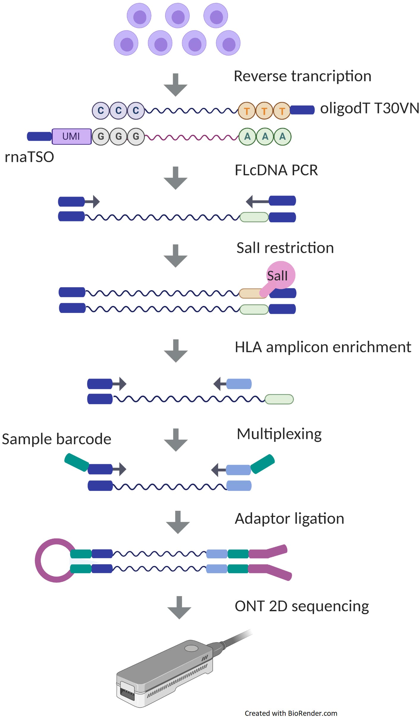 Next-generation sequencing technologies, Frontiers | Targeted RNA-Based Oxford Nanopore Sequencing for Typing 12 Classical HLA Genes