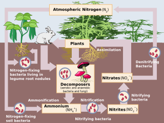 Nitrogen-fixing microorganisms, Nitrogen fixation - Wikipedia