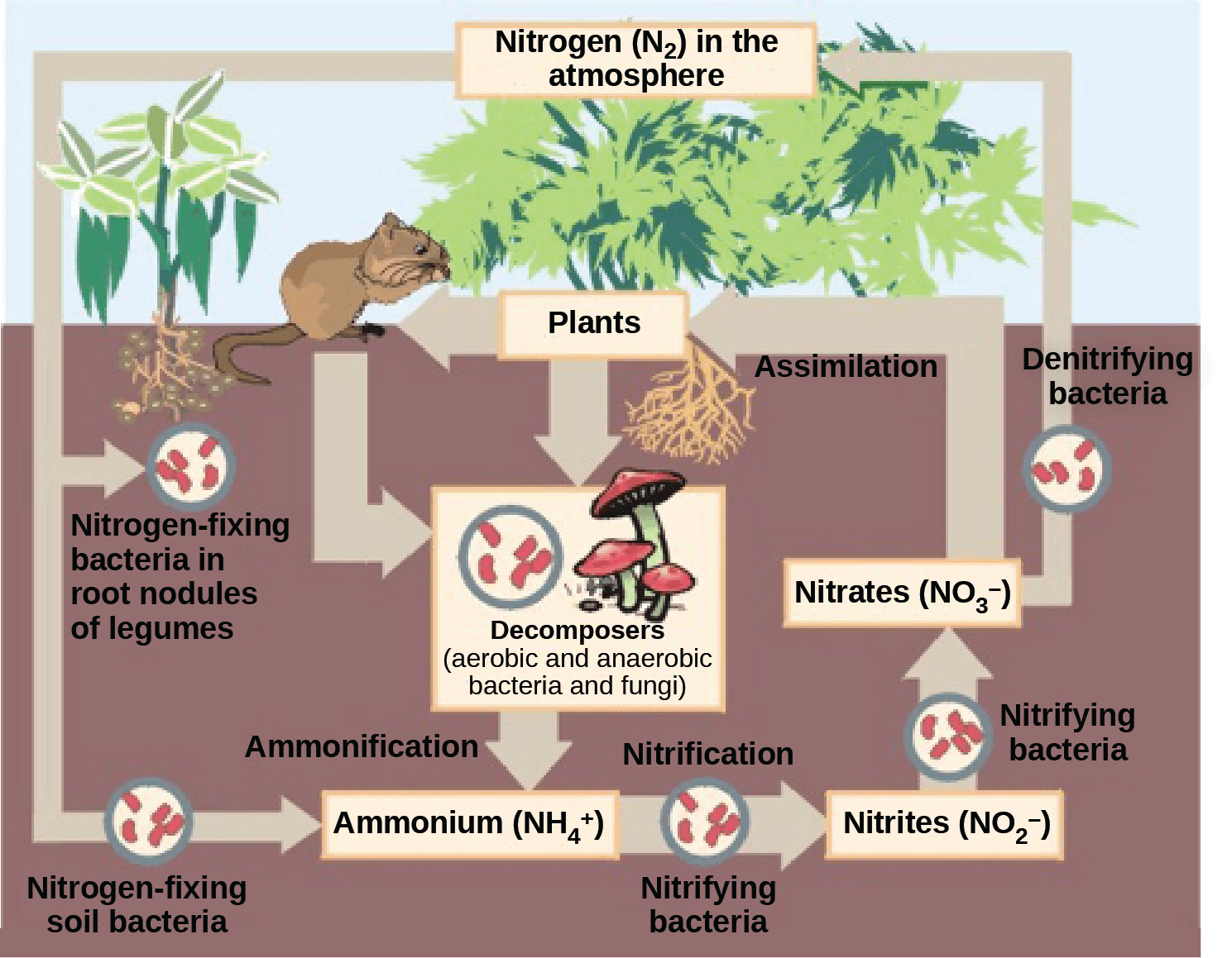 Nitrogen Fixation and Biological Processes, Prokaryotic Metabolism | OpenStax Biology 2e