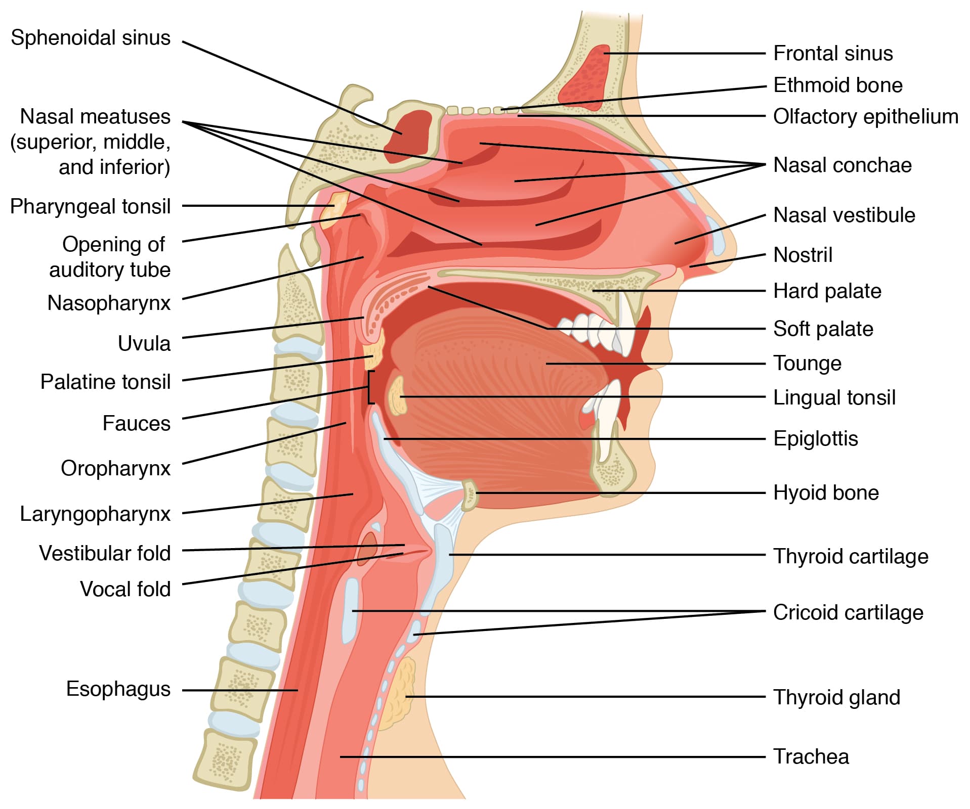 Nose, nasal cavity, and sinuses, Organs and Structures of the Respiratory System · Anatomy and Physiology