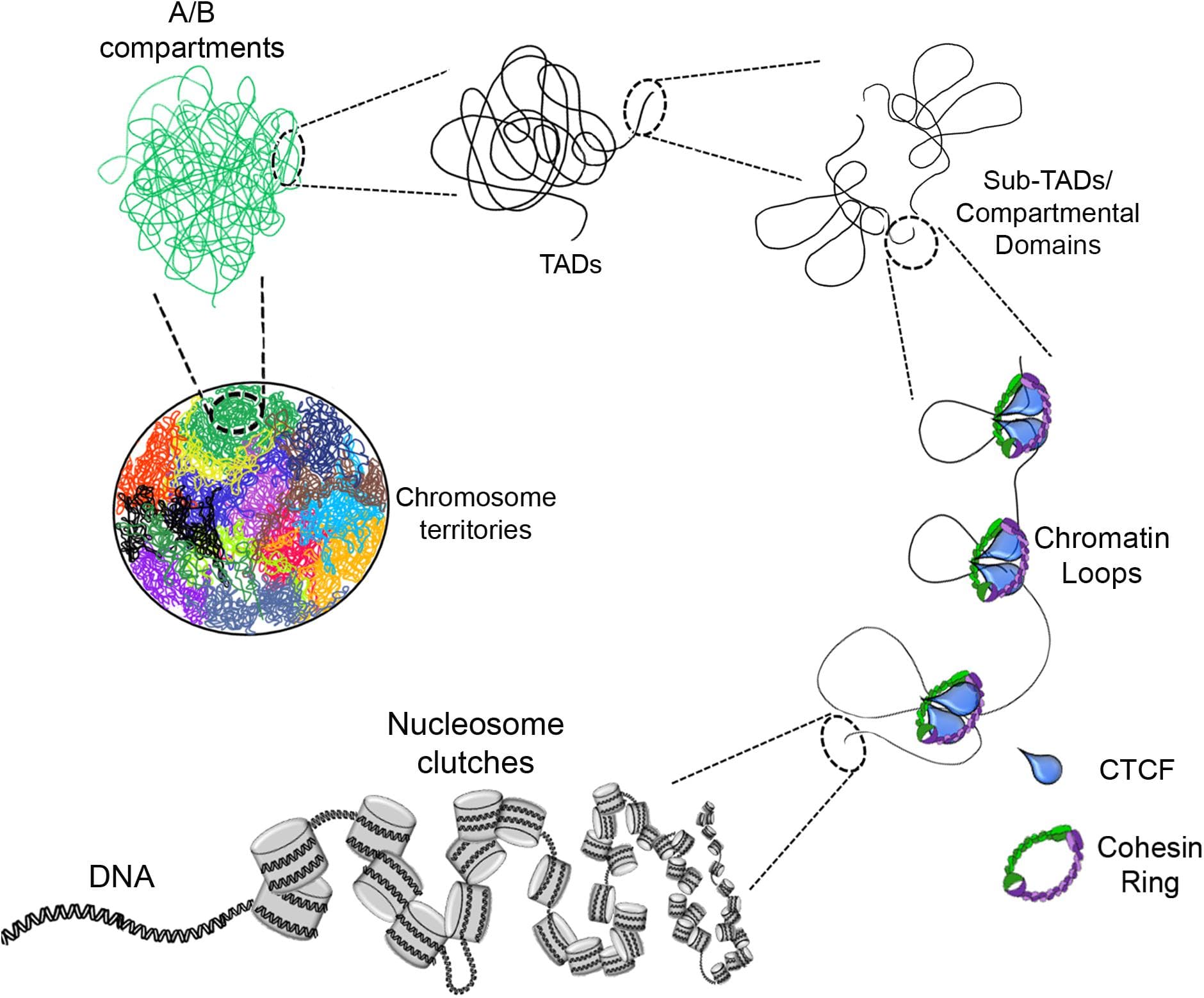 Nuclear-cytoplasmic interactions in genetics, Frontiers | Chromatin Remodelers in the 3D Nuclear Compartment