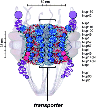 Structure of nuclear pore complex, Physical modelling of the nuclear pore complex - Soft Matter (RSC Publishing) DOI:10.1039/C3SM50722J