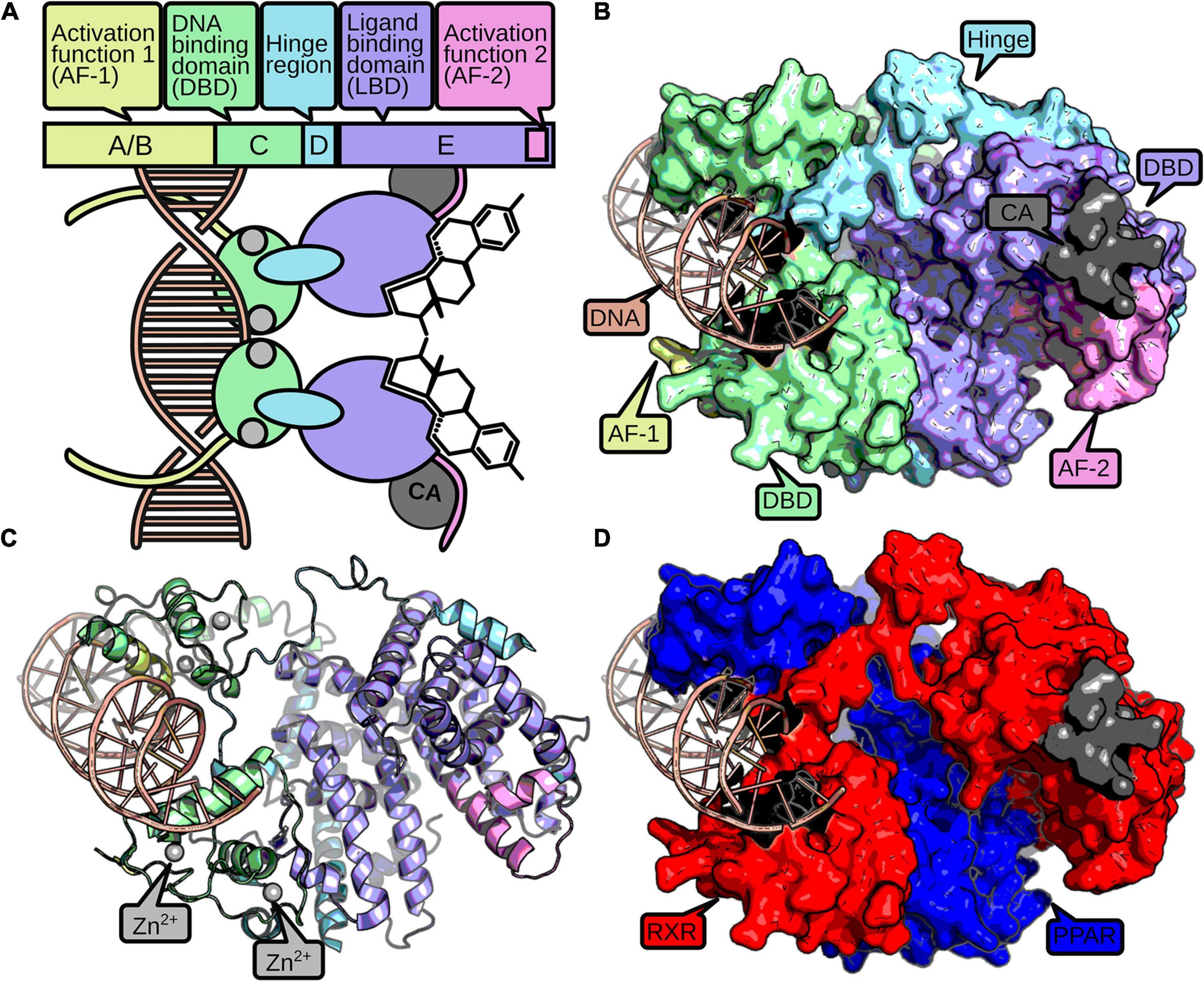 Structure and Function of Nuclear Receptors, Frontiers | Function and Evolution of Nuclear Receptors in Environmental-Dependent Postembryonic ...