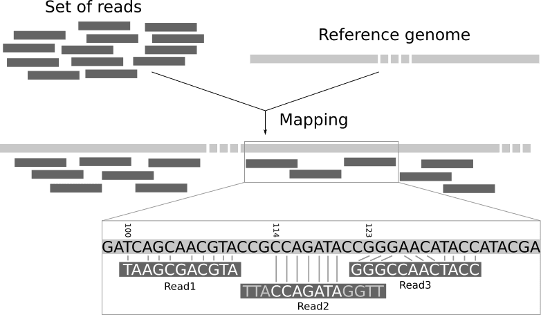 Nucleotide and Protein Sequence Databases, Hands-on: Mapping / Mapping / Sequence analysis