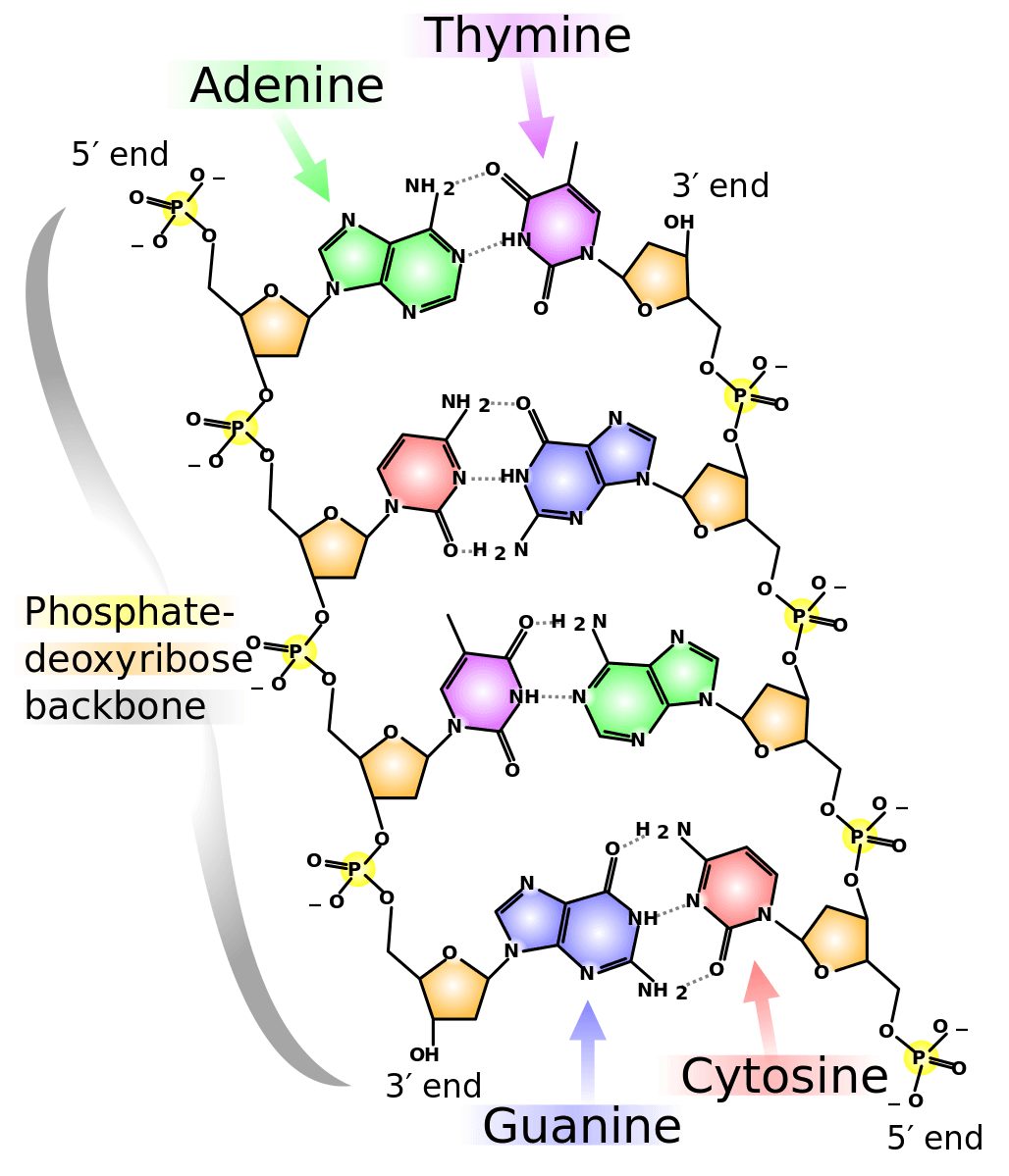 Nucleotide composition, DNA Structure – Principles of Biology