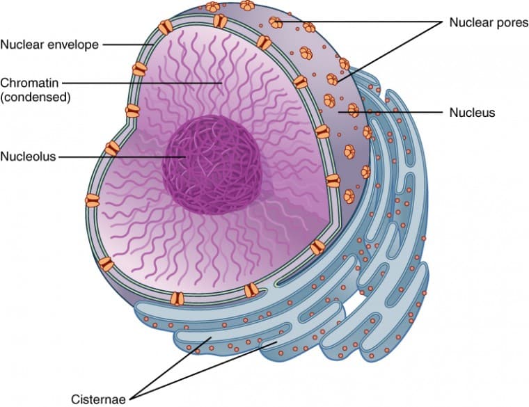 The Nucleus: Control Center of the Cell, The Nucleus and DNA Replication | Anatomy and Physiology I