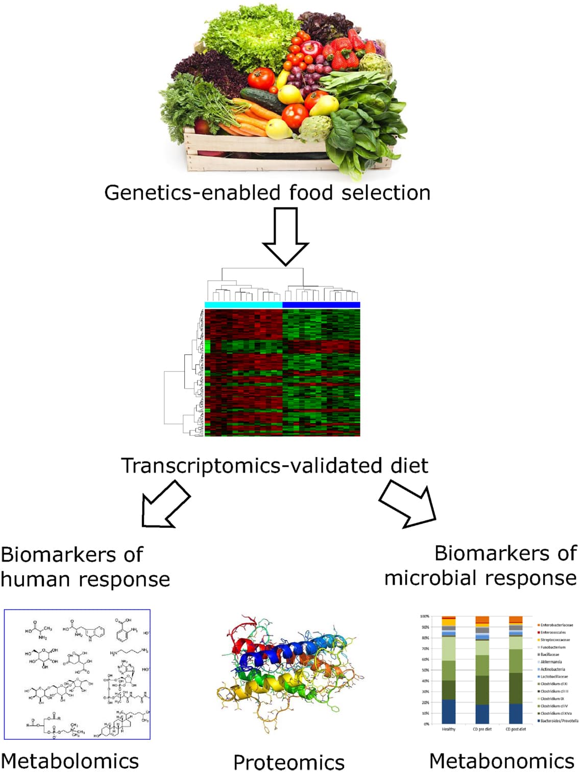 Defining Nutrigenomics and Nutrigenetics, Frontiers | Nutritional Modulation of Gene Expression: Might This be of Benefit to Individuals ...