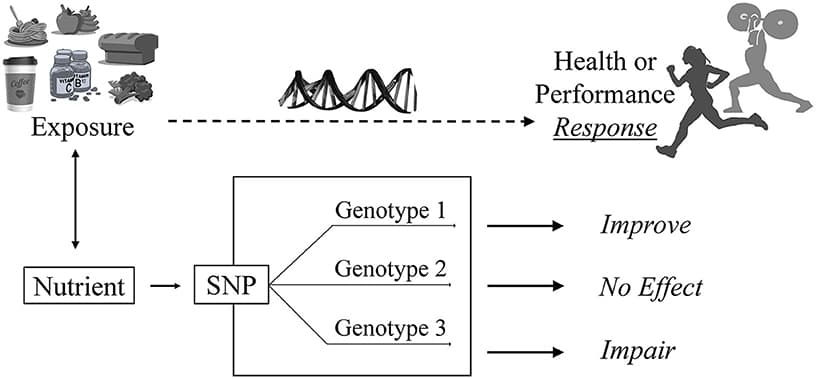 Nutrigenomics and Precision Nutrition, Frontiers | Sport Nutrigenomics: Personalized Nutrition for Athletic Performance