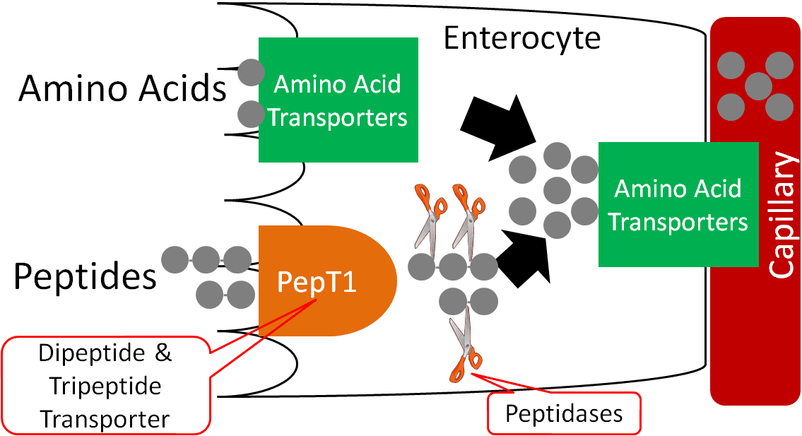 Nutritional Ergogenic Aids, 4.6 Protein Uptake, Absorption, Transport & Liver Uptake | Nutrition