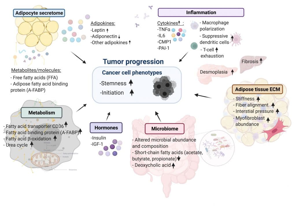 Obesity and Dietary Composition, Cellular mechanisms linking cancers to obesity