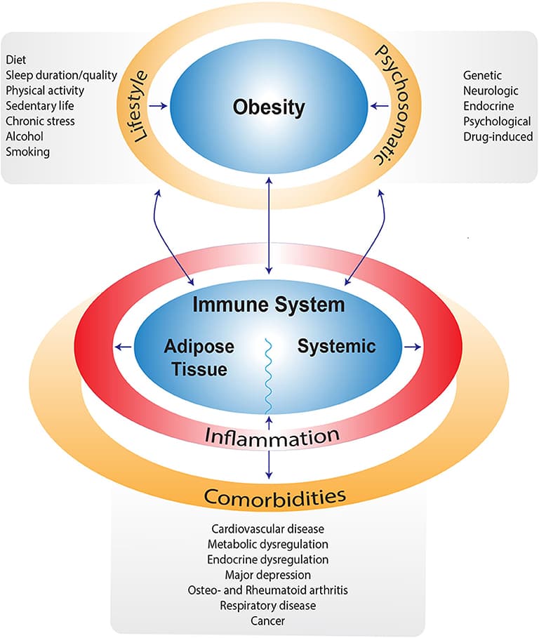 Defining Obesity and Its Metabolic Impact, Frontiers | The Impact of Obesity and Lifestyle on the Immune System and Susceptibility to ...