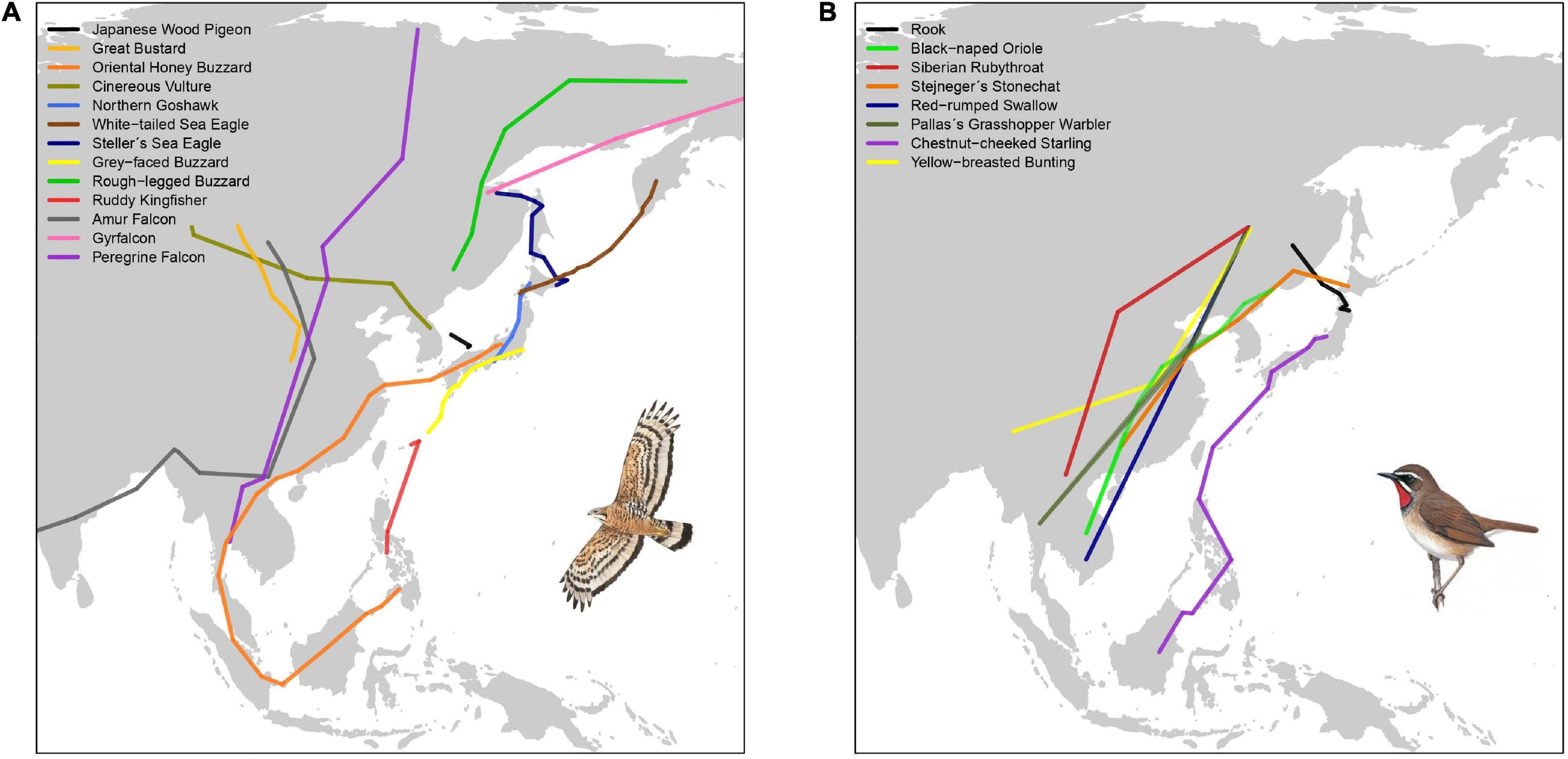 Obligate vs facultative migration, Frontiers | The State of Migratory Landbirds in the East Asian Flyway: Distributions, Threats ...