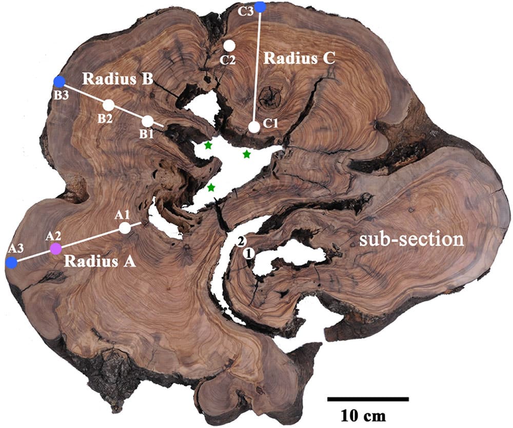 'Old wood' problem in radiocarbon dating, Frontiers | Radiocarbon Dating of an Olive Tree Cross-Section: New Insights on Growth Patterns ...