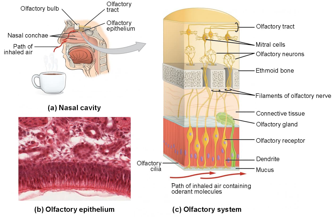 Structure and Function of the Olfactory Epithelium, Sensory Perception: Taste and Olfaction | Anatomy and Physiology I