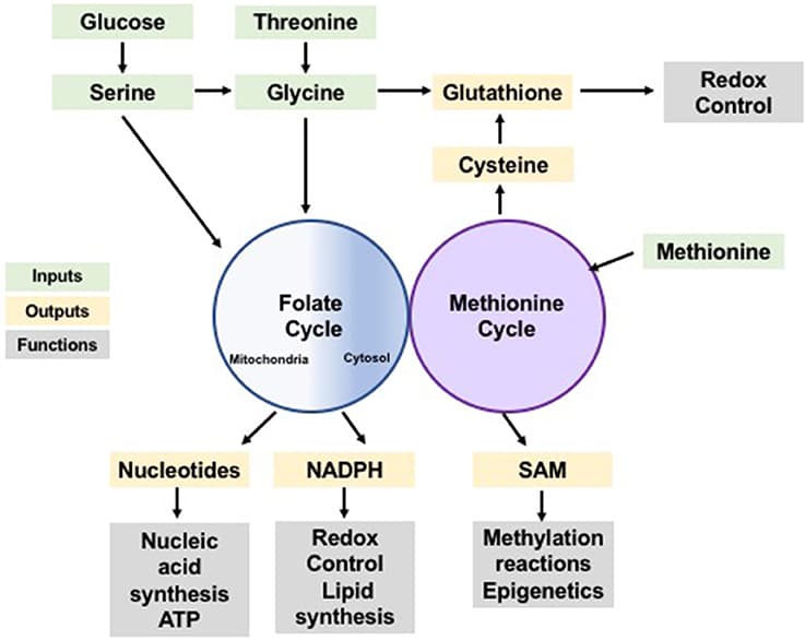 One-carbon metabolism and the folate cycle | Biological... | Fiveable One-carbon metabolism and the folate cycle | Biological... | Fiveable