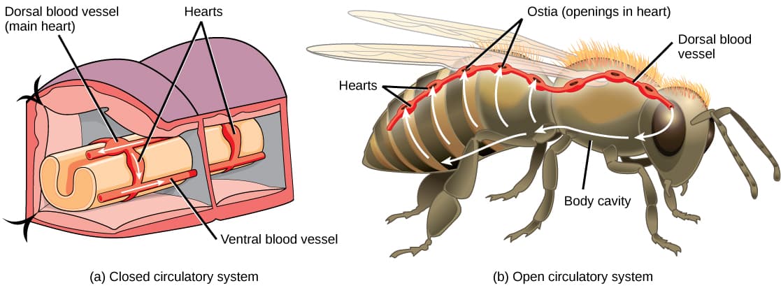 Open vs Closed Circulatory Systems, Overview of the Circulatory System | OpenStax Biology 2e