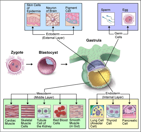 Process of organ formation, Germ layer - wikidoc