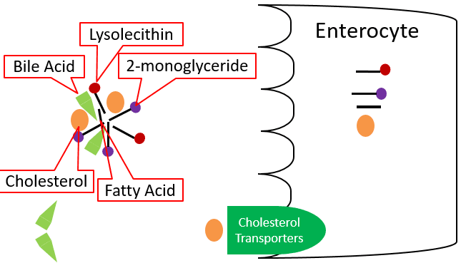 Mechanism of action, 4.7 Lipid Uptake, Absorption & Transport | Nutrition Flexbook