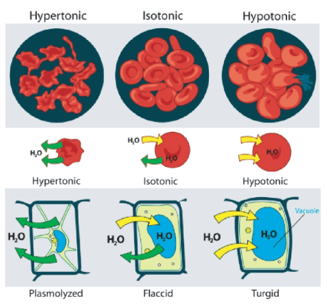 Osmosis in cellular processes, Cell Transport and Homeostasis ‹ OpenCurriculum