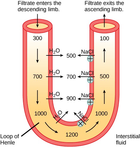 Key features and mechanisms, The Kidneys and Osmoregulatory Organs · Biology