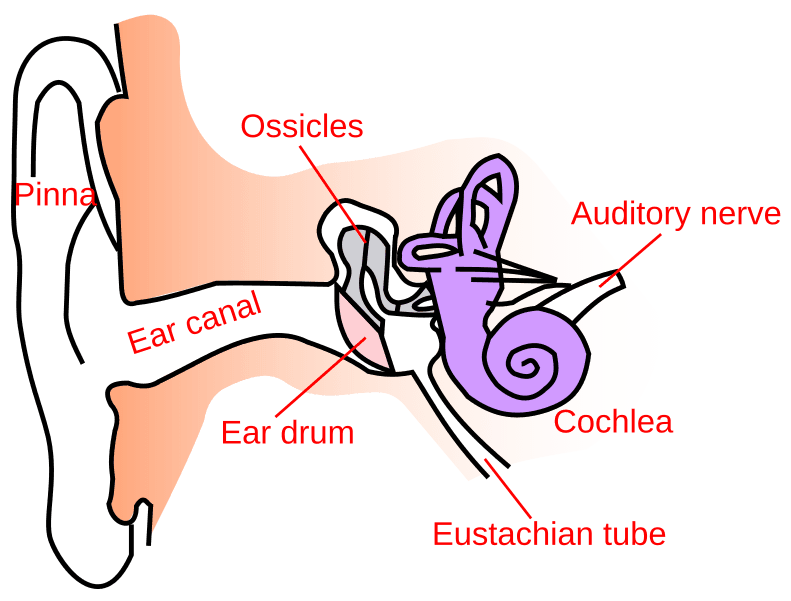 Outer, middle, inner ear structure and function, File:Ear-anatomy-text-small-en.svg - Wikipedia