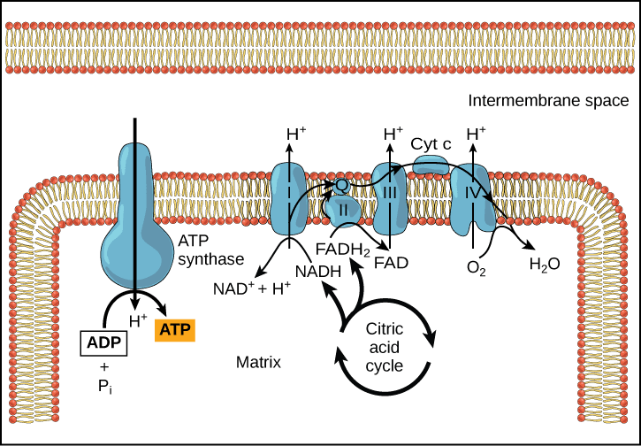 Overview of Cellular Respiration, Cellular Respiration | Biology for Majors I