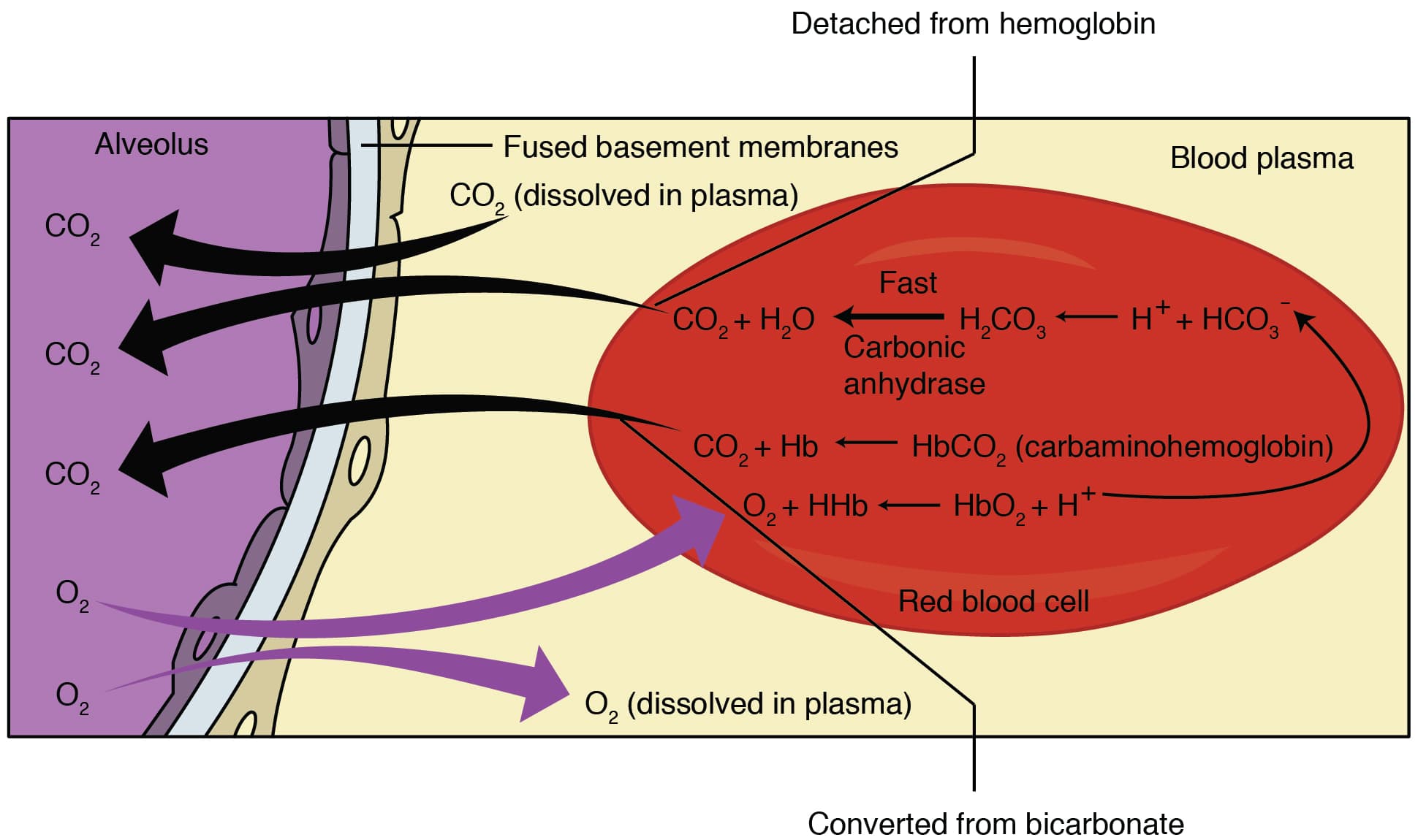 Oxygenation process, Gas Exchange · Anatomy and Physiology