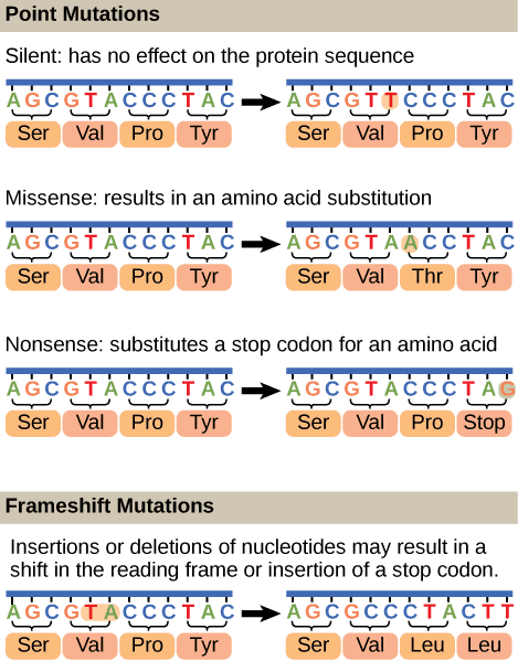 PAM vs BLOSUM matrices, DNA Repair | OpenStax Biology 2e