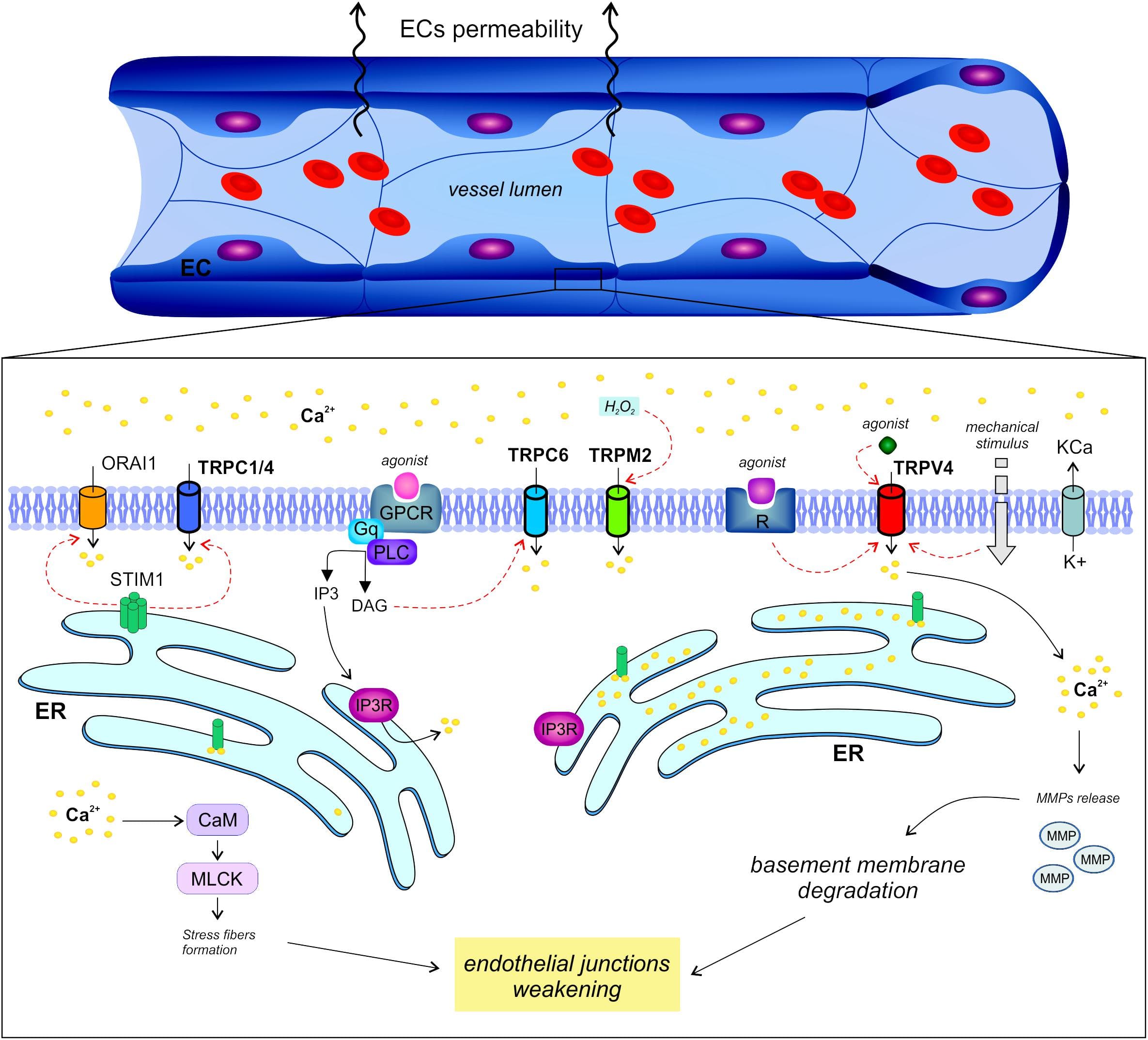 PDE5 inhibitor mechanism of action in erectile dysfunction, Frontiers | Regulation of Vessel Permeability by TRP Channels