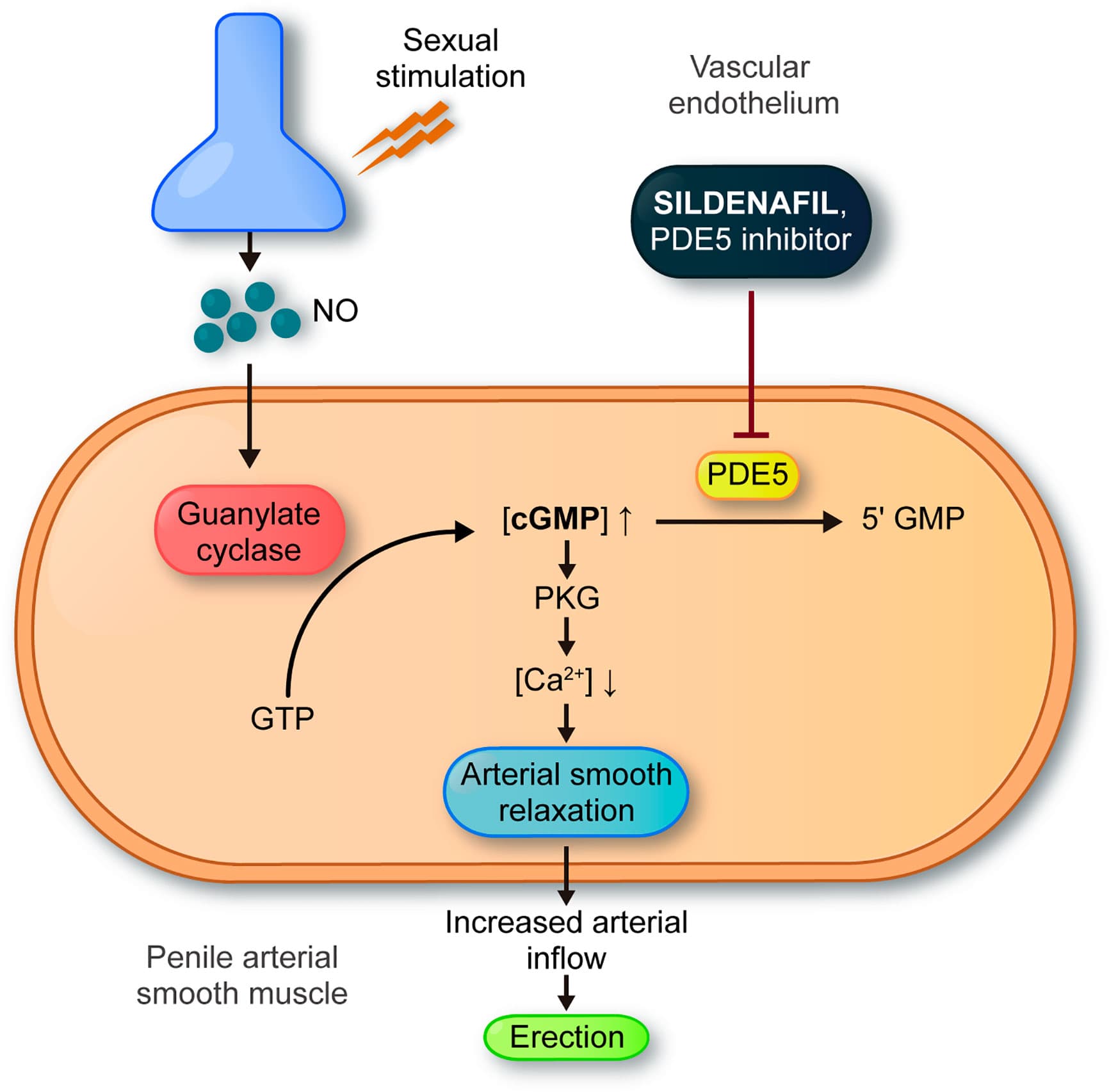 PDE5 inhibitors for BPH, Frontiers | New Approaches in Oncology for Repositioning Drugs: The Case of PDE5 Inhibitor ...