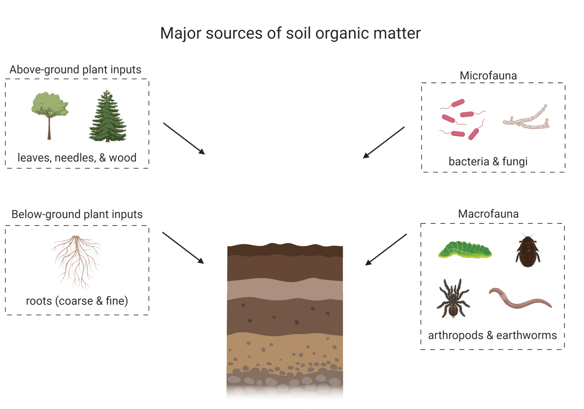 Parent Material and Organic Matter, Soil Organic Matter – Digging into Canadian Soils