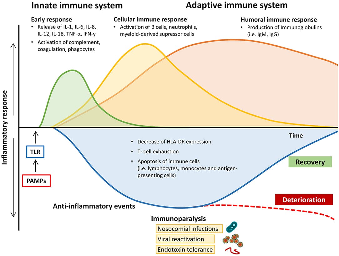 Pathogenesis of circulatory bacterial infections, Frontiers | Sepsis—Pathophysiology and Therapeutic Concepts