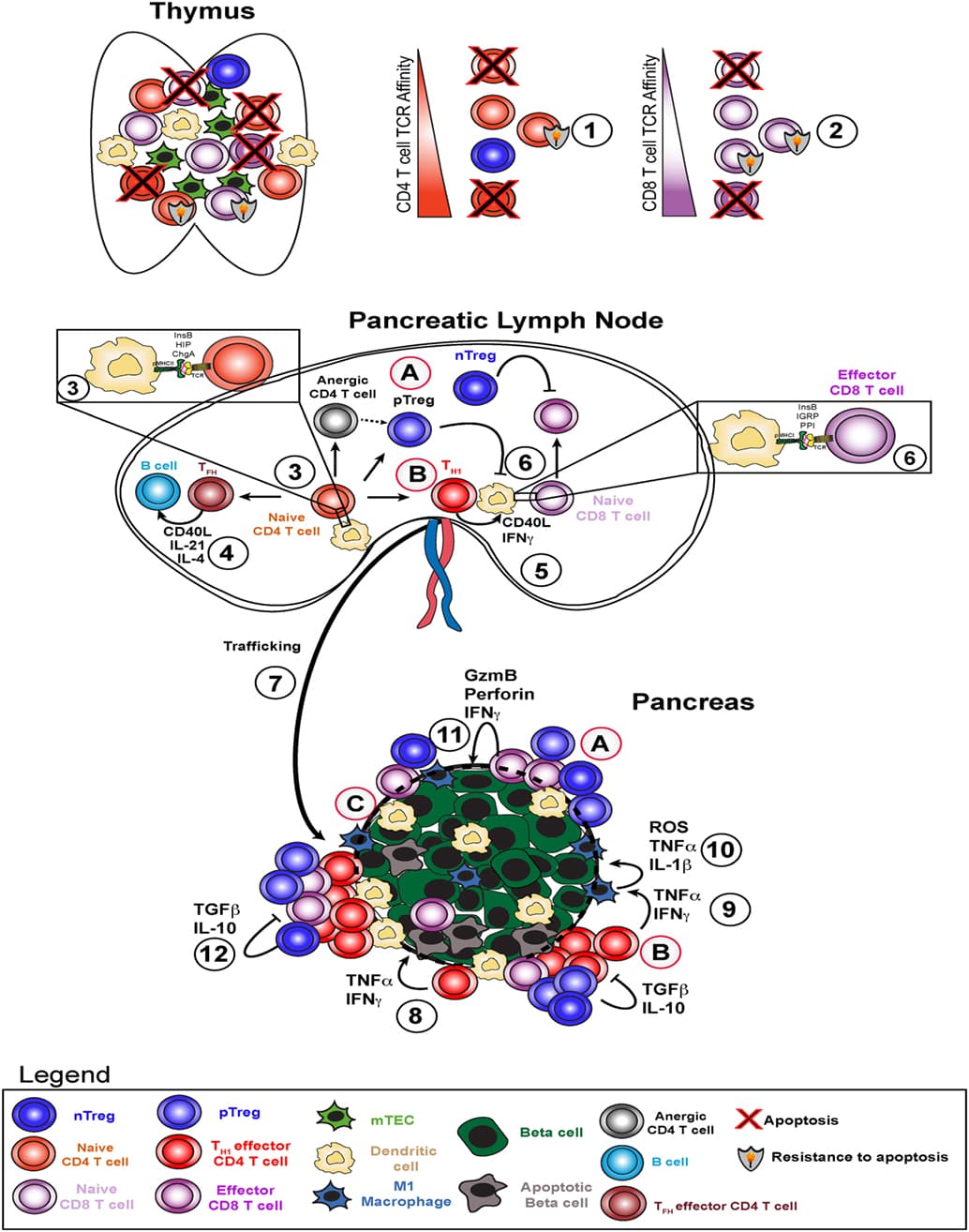 Pathogenesis of type 1 diabetes, Frontiers | T Cell-Mediated Beta Cell Destruction: Autoimmunity and Alloimmunity in the Context ...