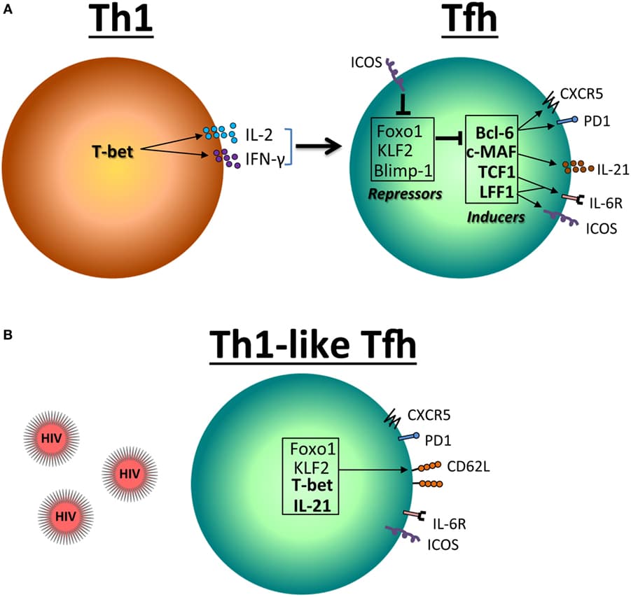 Pathophysiology of HIV/AIDS, Frontiers | CD4 T Follicular Helper Cells and HIV Infection: Friends or Enemies?