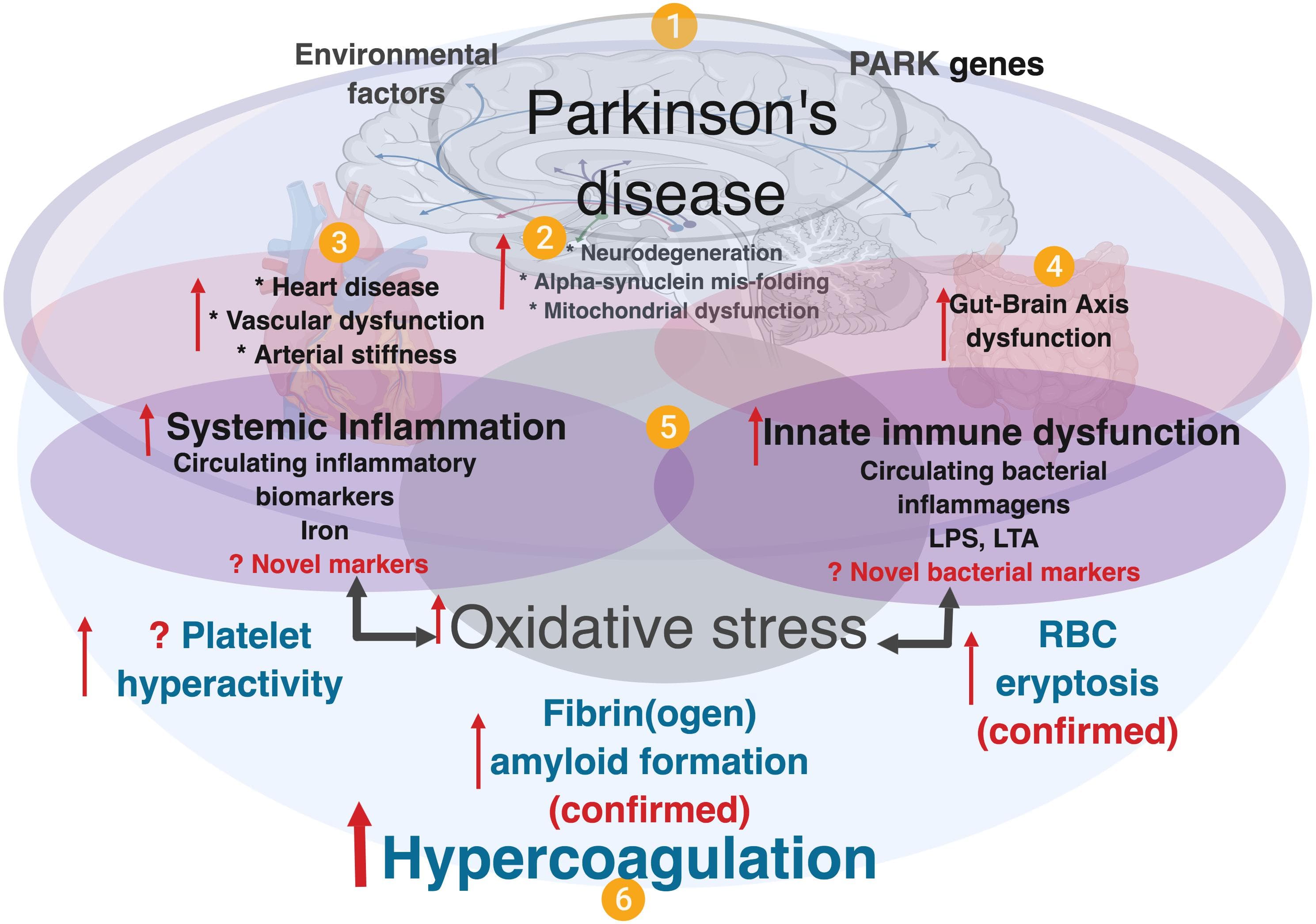 Pathophysiology and Dopamine's Role, Frontiers | Parkinson’s Disease: A Systemic Inflammatory Disease Accompanied by Bacterial ...