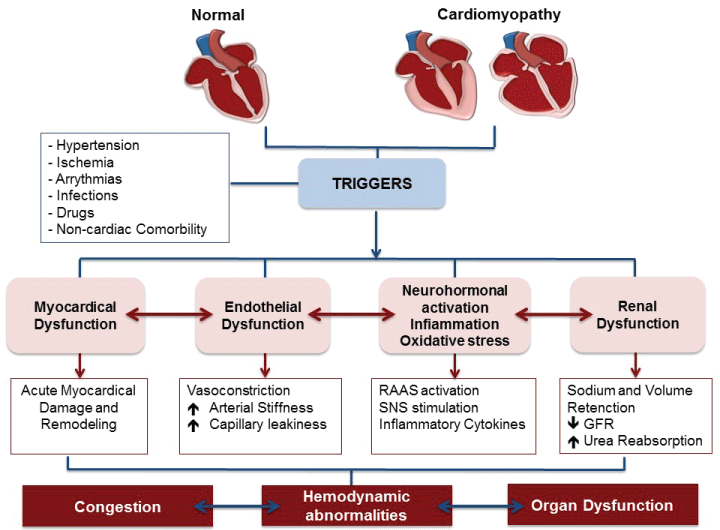 Pathophysiology of heart failure, Emerging Concepts in Acute Heart Failure: From the Pathophysiology to the Clinical Case Based ...
