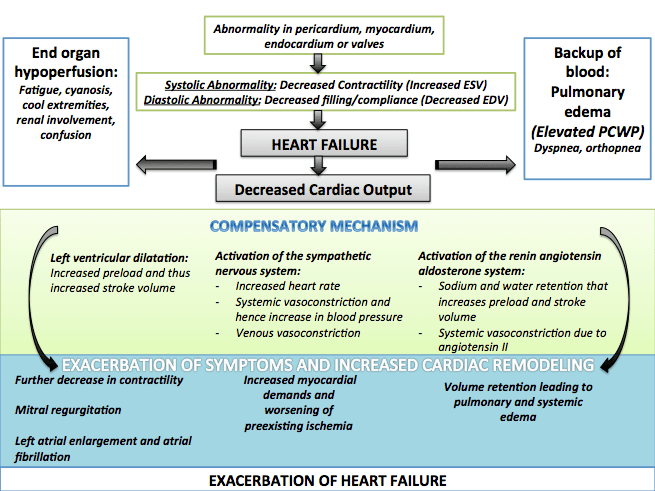 Pathophysiology of heart failure, Congestive heart failure pathophysiology - wikidoc