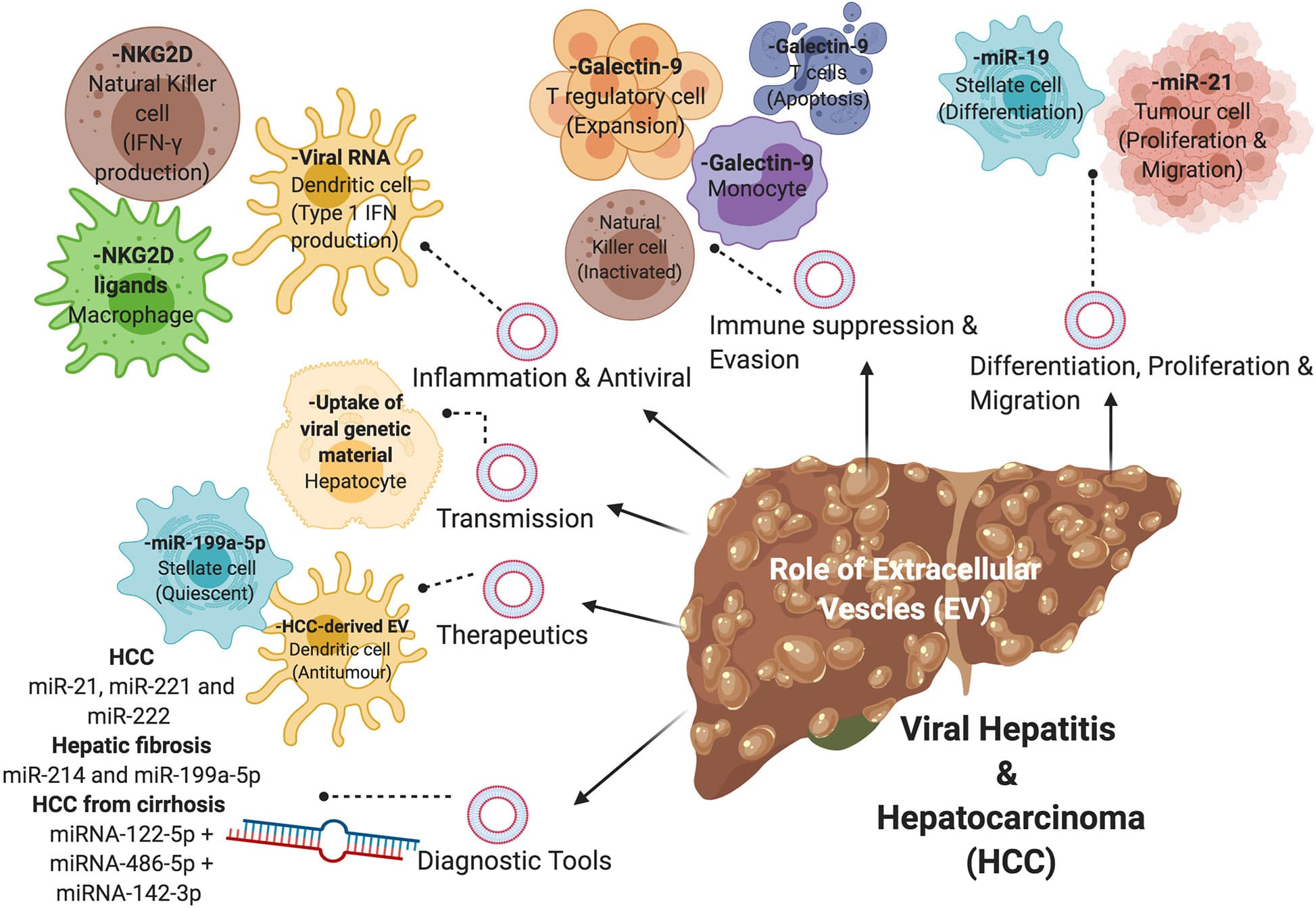 Pathophysiology of hepatitis and cirrhosis, Frontiers | Pathogenesis of Viral Hepatitis-Induced Chronic Liver Disease: Role of Extracellular ...