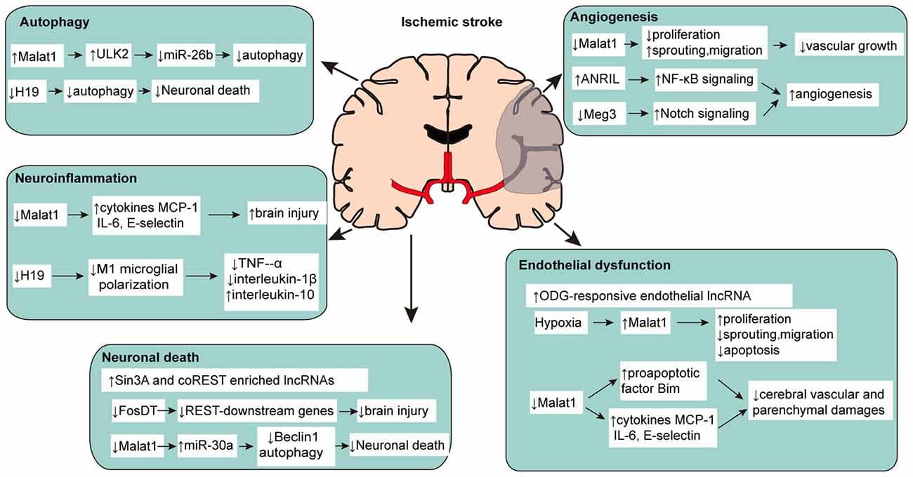 Pathophysiology of intracranial emergencies, Frontiers | Pathophysiology of Long Non-coding RNAs in Ischemic Stroke