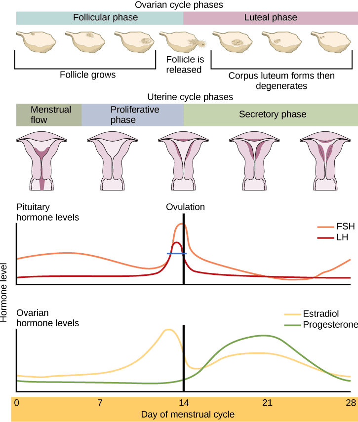 Pathophysiology of menstrual disorders, Hormonal Control of Human Reproduction · Biology